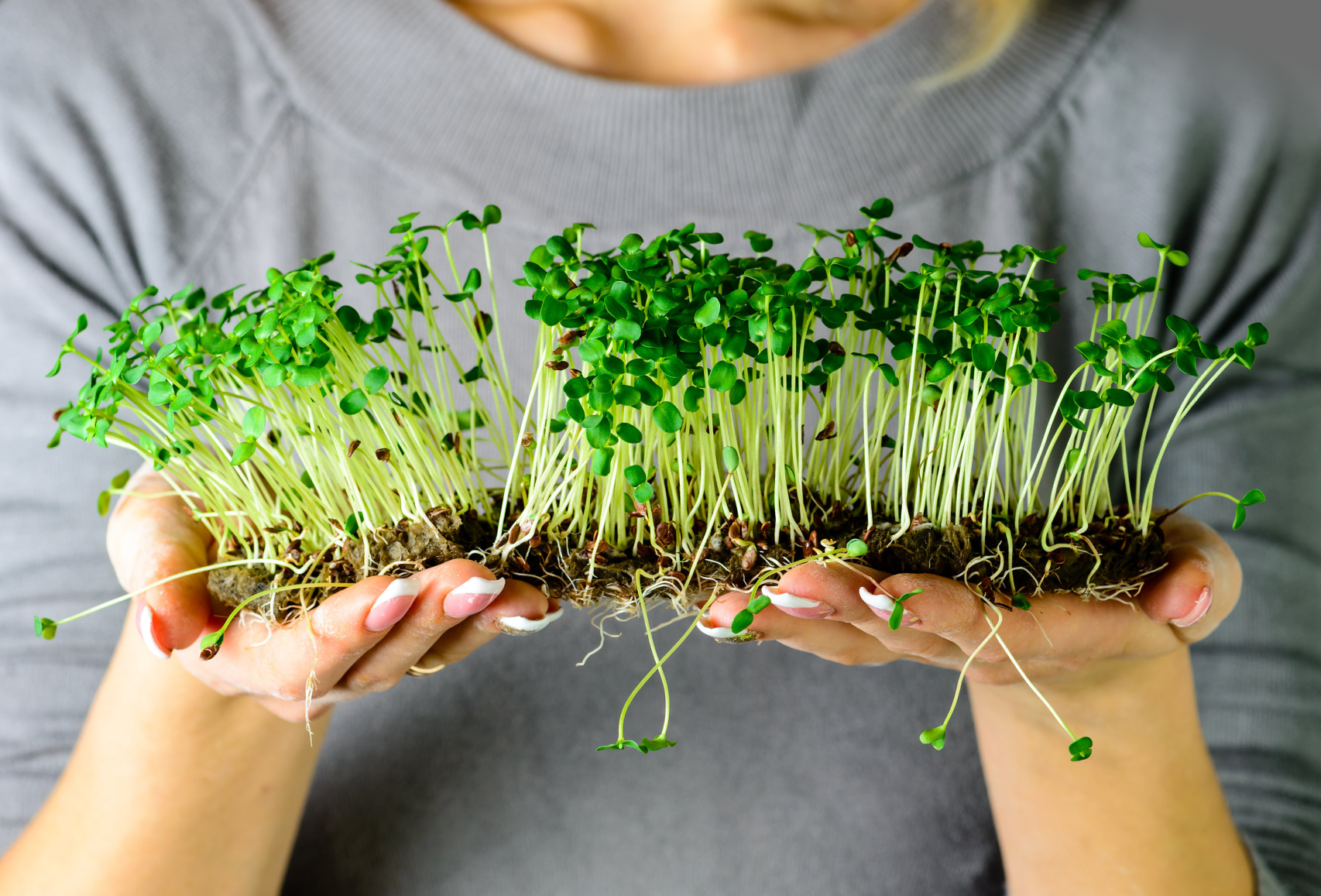Вы сейчас просматриваете Микрозелень: виды, польза и способы выращивания